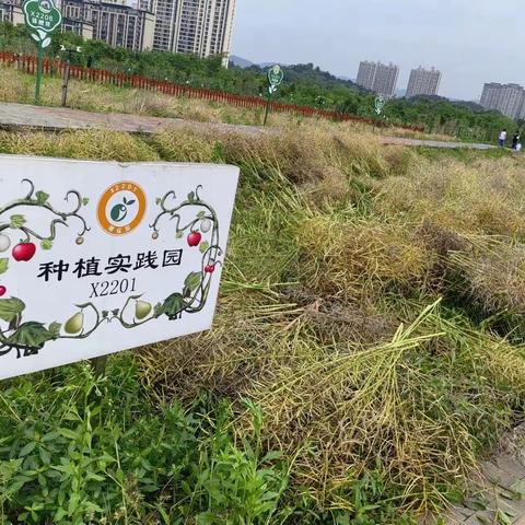 【怀雅X2201果实班】 油菜喜丰收，劳动最光荣