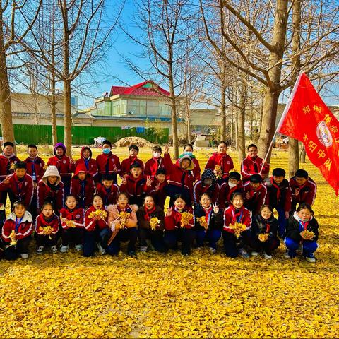 又是一年银杏叶黄时----博雅学校太阳中队“初冬寻韵 赏银杏之美”综合实践活动