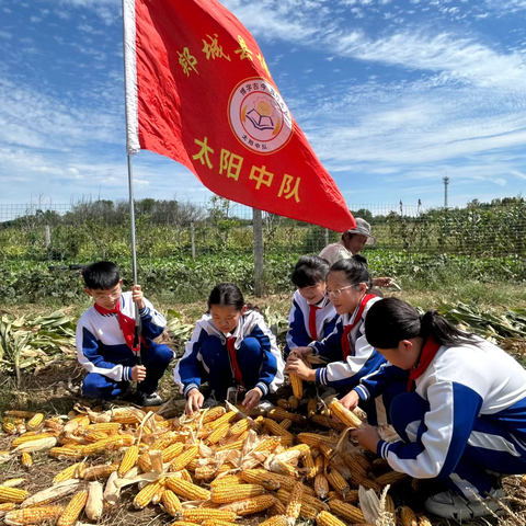 相约金秋🍂，劳动最美🌽——博雅学校太阳中队劳动实践活动