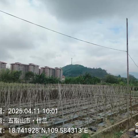 五指山市南圣镇持续开展大气污染防治巡查工作