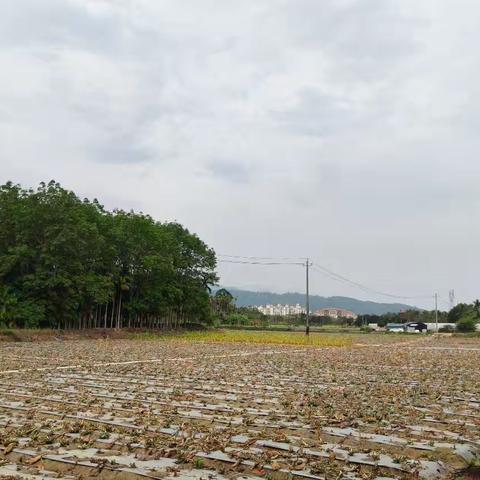 五指山市南圣镇持续开展大气污染防治巡查工作