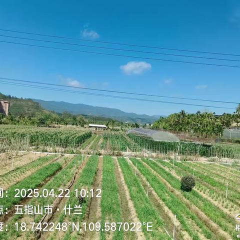 五指山市南圣镇持续开展大气污染防治巡查工作