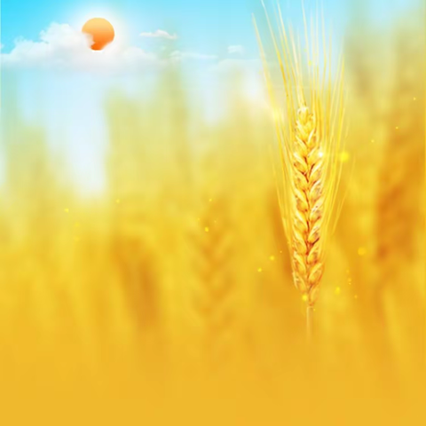 学农耕育今人·迎金秋创未来~二年级5班秋季社会大课堂