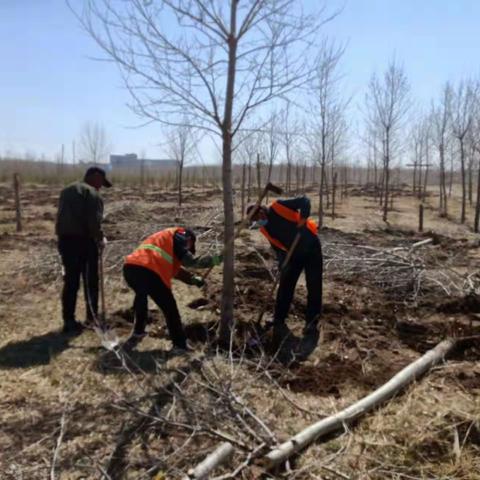 乌拉盖管理区住房和城乡建设事业发展中心积极开展绿化苗木补植工作