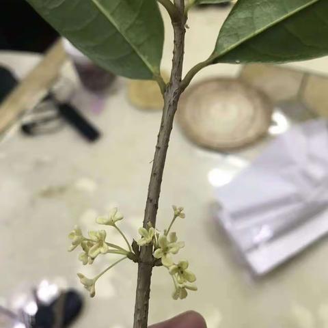 茂盛的桂花树