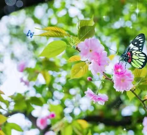 寄一个春天给你