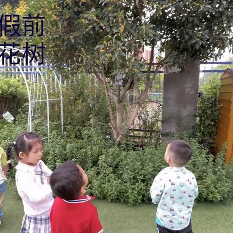 【自然学习场】桂花落