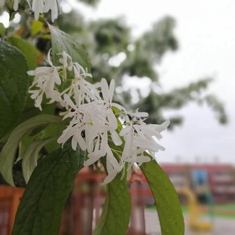 择一树花开，赏满园春色，十二小学的流苏树开花了！