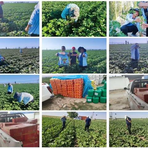 土大厨微生物菌剂，将扛起守护新疆亿亩耕地的重任