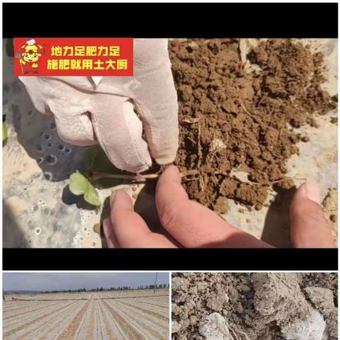 “干播湿出”技术在南疆如何得到的成功应用？土大厨功效肥来解析