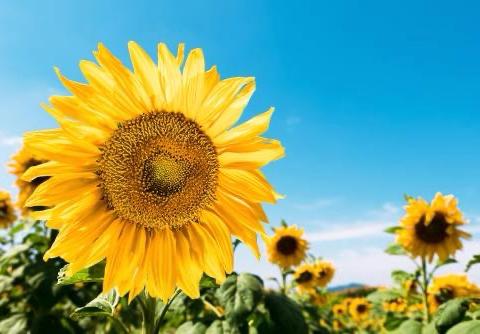 “手拉手，禁毒宣传进校园”----元蒙口小学禁毒宣传活动