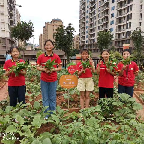 劳动最光荣，实践出真知——上犹县第五小学五（4）班劳综班本课程