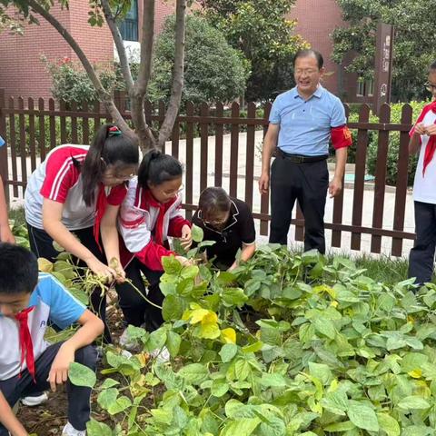 乐享丰收 “豆”趣无穷——我校组织中学生开展收毛豆劳动实践活动