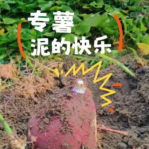 全环境立德树人 茨头堡小学 ‍【只“薯”与“泥”的快乐🍠】 ‍