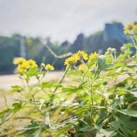 “魅力石墙，美丽校园”——校园即景