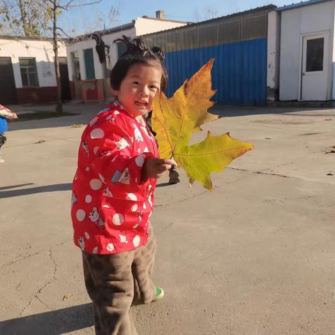 秋日树叶奇趣之旅：幼儿自然探索与能力成长活动