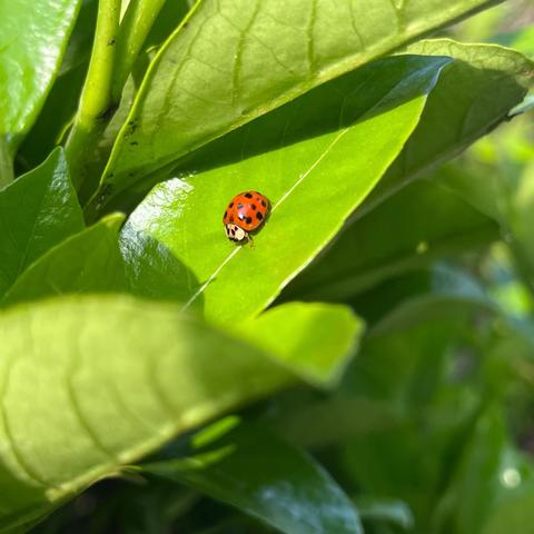 “春暖花开等你来.春日趣野”—秋溪镇中心幼儿园春游记