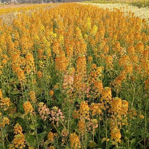 “油菜花开·金色的春日之约”——中泰花园宝贝幼儿园樱桃班