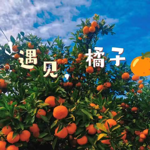 【科学衔接】合阳县菠萝幼儿园小一班科学衔接活动——遇见🍊橘子