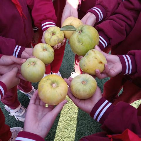 校园育桃李  金秋硕果香—望嵩小学汝北校区采摘节