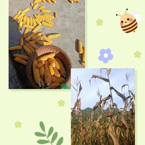 吉首市民族幼儿师范学校 德育实践作业保育19班 张杨