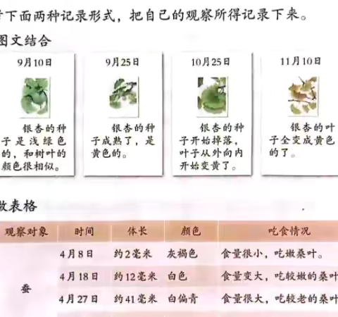 【全环境立德树人】处处留心皆学问 点滴发展即成长——嘉和实验学校四年级语文综合实践活动