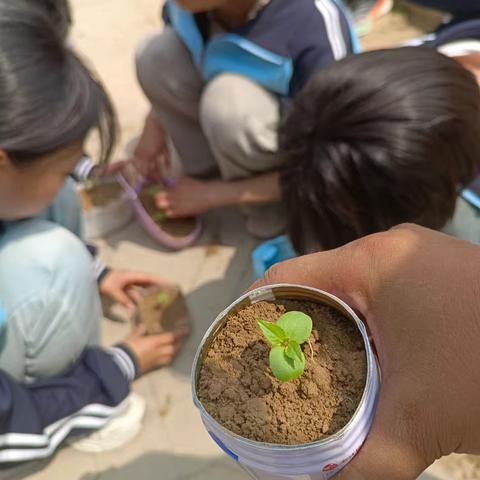 认养计划，静待花开——高公庄中心小学心理健康与劳动实践活动