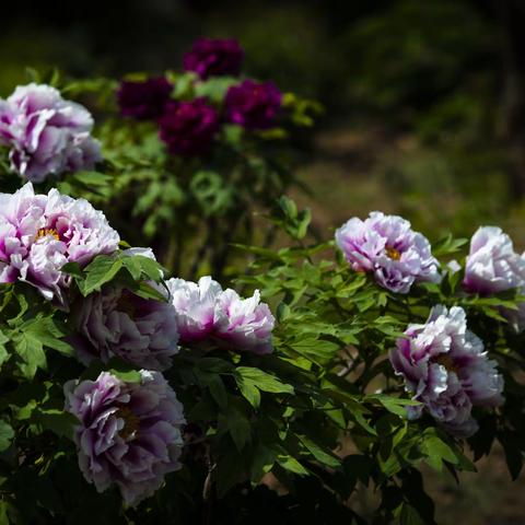 唯有牡丹真国色           花开时节人人爱