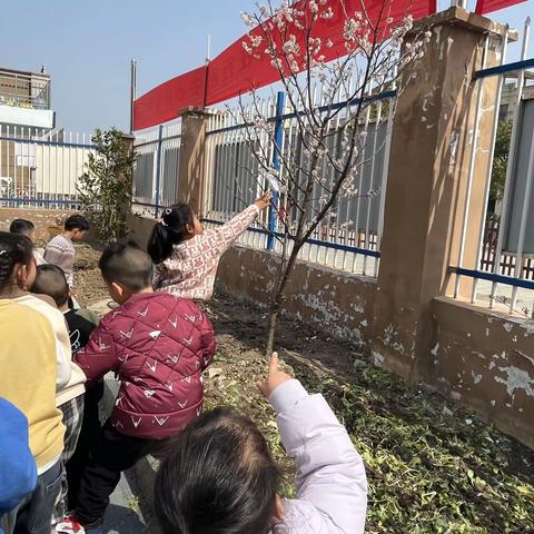 无为市实验幼儿园教育集团城西分园中一班课程故事《“幼”见花开》