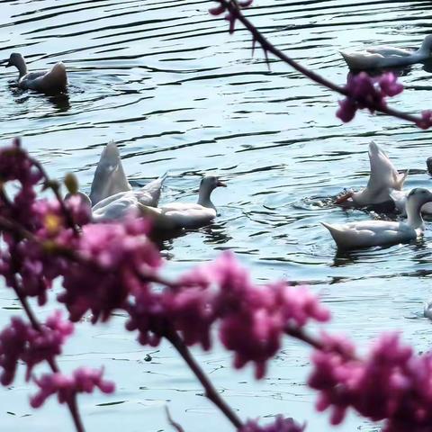 简篇    阳春三月，春暖花开———X2201