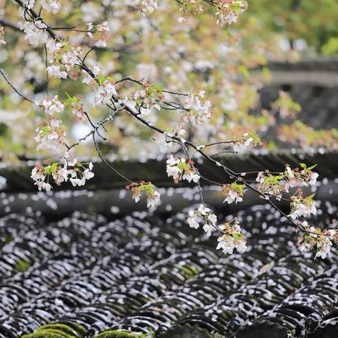 教学视导促提升 精准备考谱新篇 ——薛城区教学研究中心莅临北临城中学开展教学视导