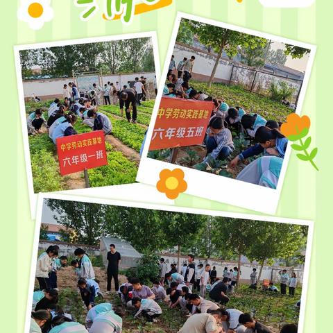 劳动砺心智，实践促成长