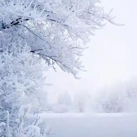 大雪如约而至美如画 物业扫雪暖人心