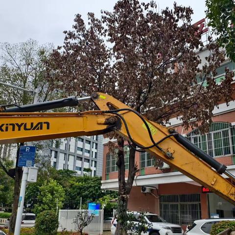 黄冈乔木补植①