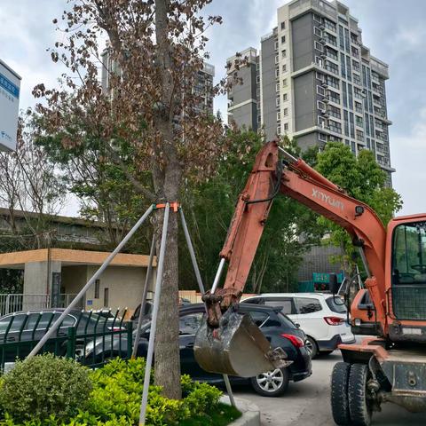 黄冈乔木补植②