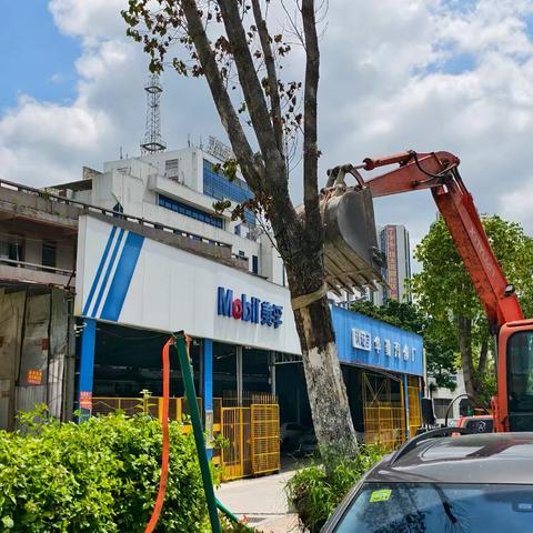 黄岗绿化养护补植④