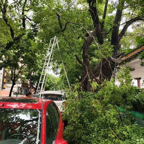 黄冈沿河乔木修剪养护