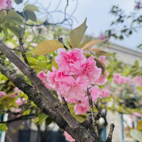 芳华四月◡̈ ☽⋆春暖花开