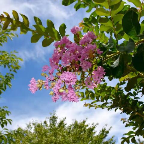 初夏送教沐人心  学思共研行致远 ——覃艳“名教师”工作室 送教下乡活动