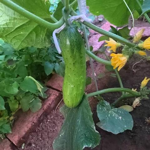 自然植物的生机与美感