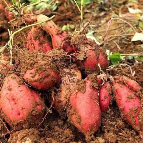 红星幼儿园中二班 秋天的第一餐 《煮红薯🍠》                    —— 食育活动