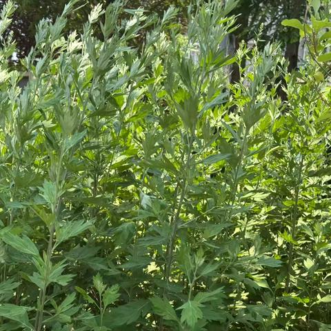 “艾”在节令——沛县汉源小学诗田里的小农人劳动实践课程