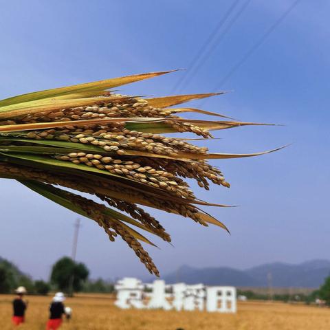 户外课堂——秋“田”遇“稻米”