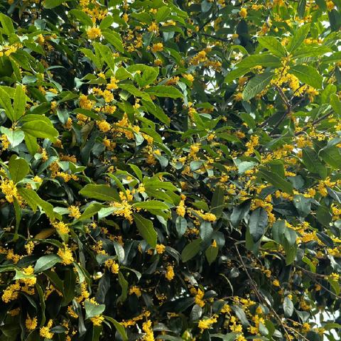 爱与美好 精彩绽放！ 皂市镇中心幼儿园大一班十月份总结