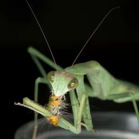 生物实践作业                                                   学校：泉塘中学     班级：231班