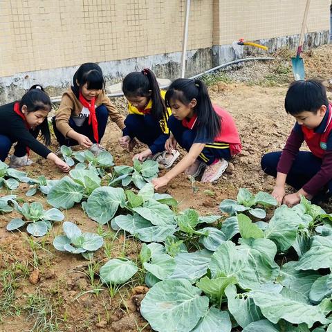 劳动结硕果 基地喜丰收——后因小学劳动实践基地收获纪实