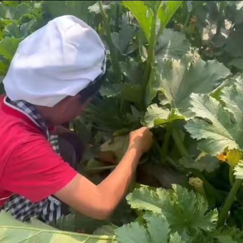 小小美食家——西葫芦制作篇