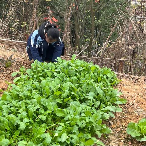 劳动结硕果，基地喜丰收——火车中心完小93班劳动基地活动