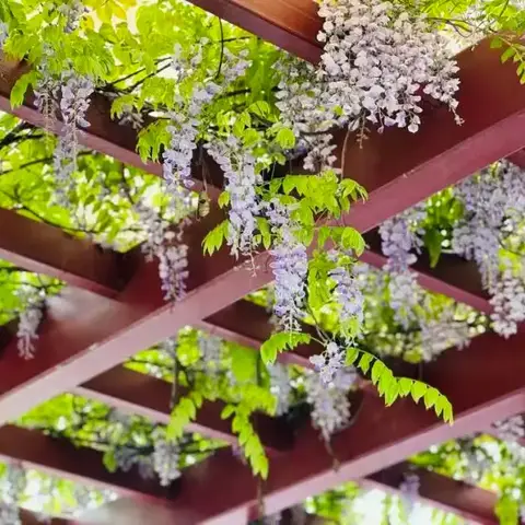 六3班“找春天”摄影比赛优秀作品展示