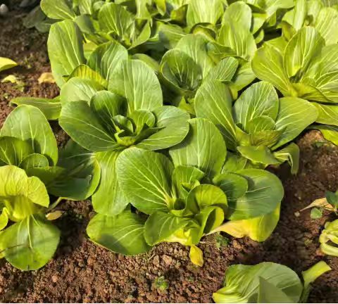 从田间到舌尖仅3小时！华云集团商贸经营部“蔬菜直采”让职工吃上“抢鲜菜”